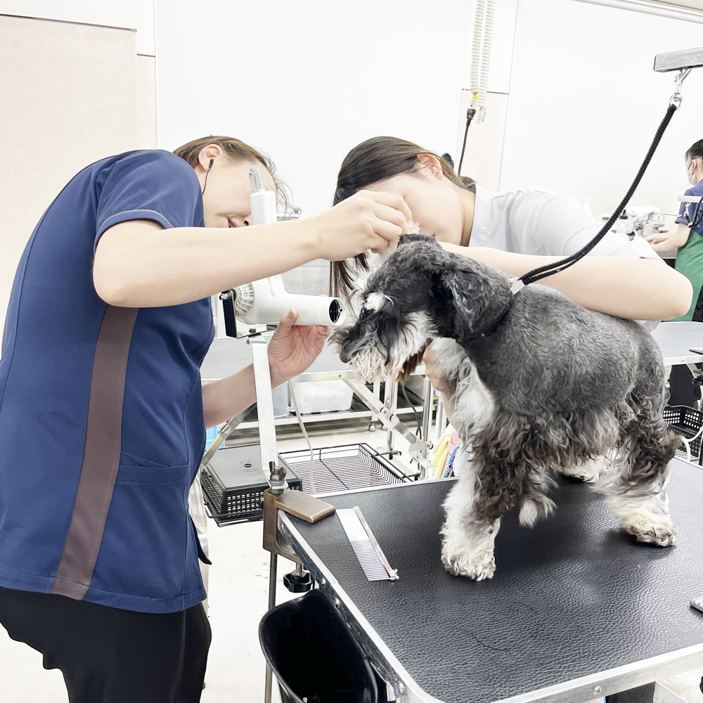 ☆学校犬と一緒にトリミング実習☆